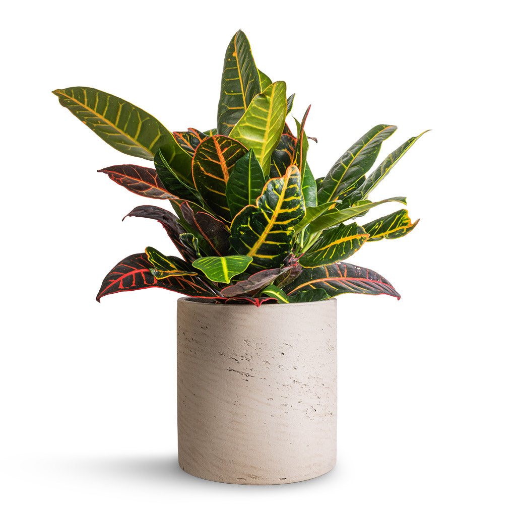 Codiaeum Petra - Croton & Puk Plant Pot - Grey Washed