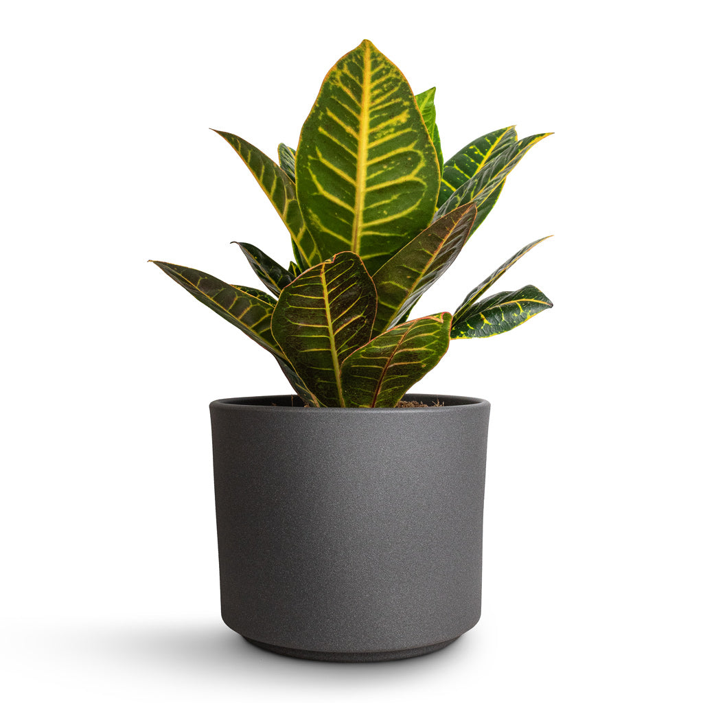Codiaeum Petra - Croton & Leon Plant Pot - Granite