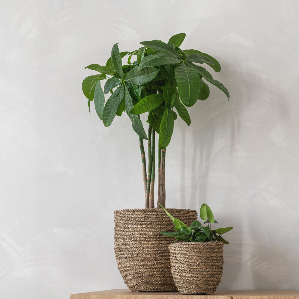 Cody Plant Pot - Straw Grass & Houseplants