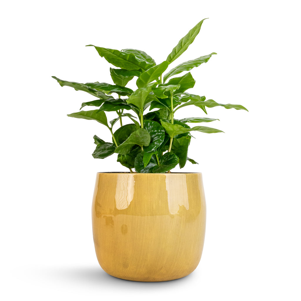 Coffea arabica - Coffee Plant & Babet Plant Pot - Camel
