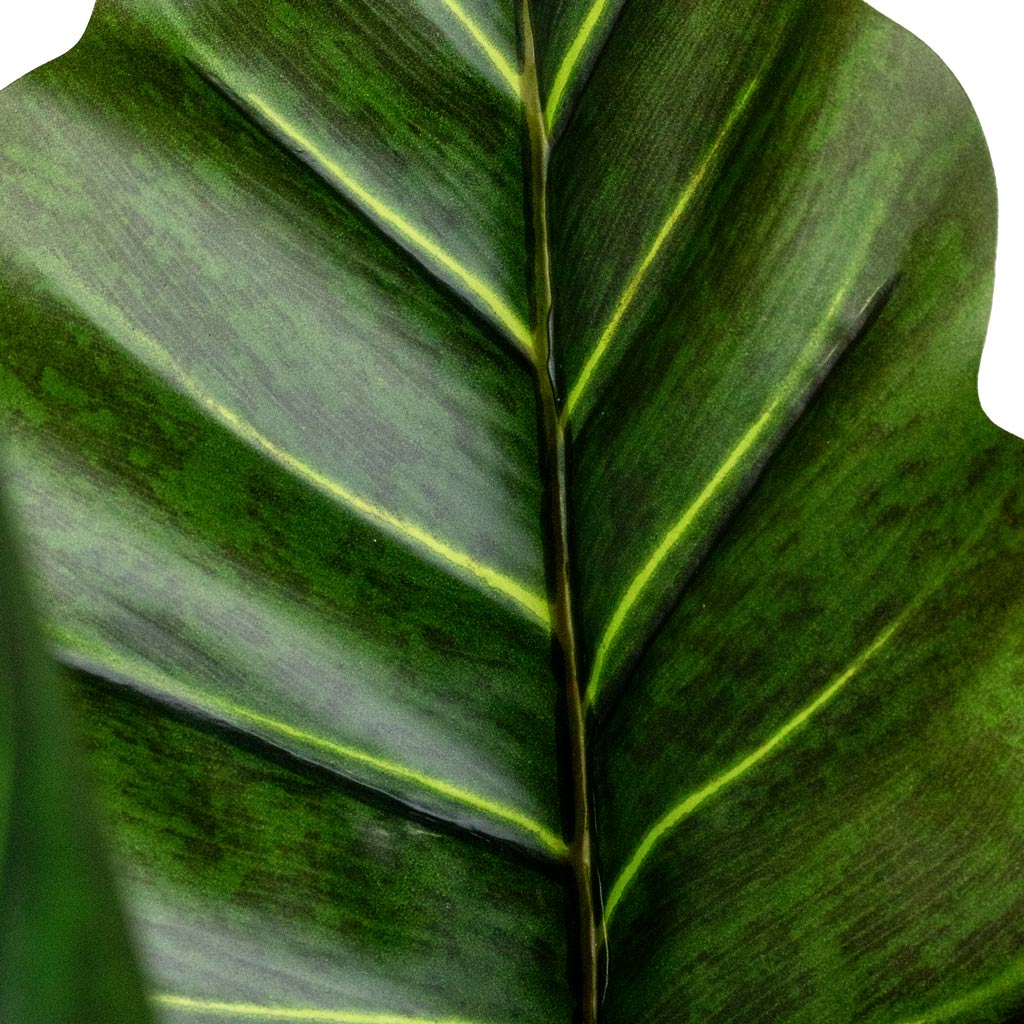 Colocasia Artificial Close Up Of Leaf