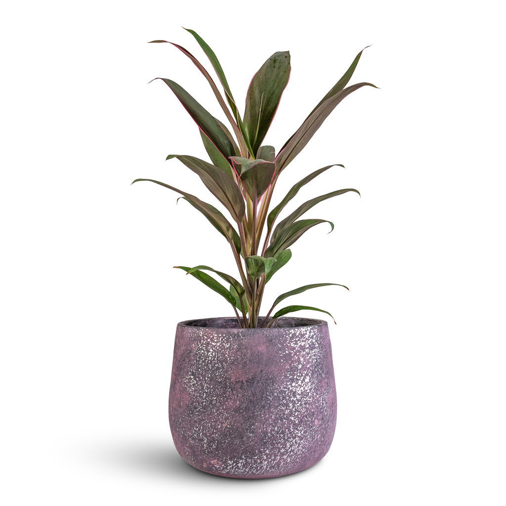 Cordyline fruticosa Rumba 12x35cm Jules Pot Shiny Purple 18x15cm