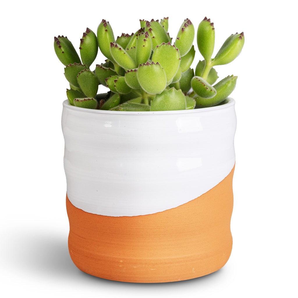 Odin Plant Pot White Terracotta 12x12cm with Cotyledon tomentosa ladys Bear Paw Houseplant 10.5x20cm