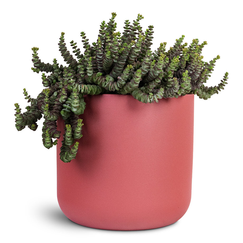 Crassula marneriana Worm Plant 17x30cm House Plant In Lisbon Pot Blush Rose 18.5x18.5cm