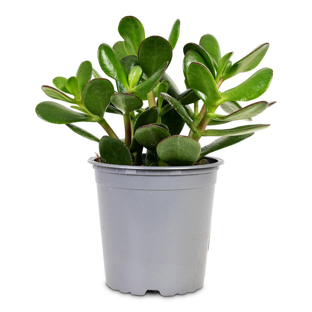 Crassula ovata 12x20cm