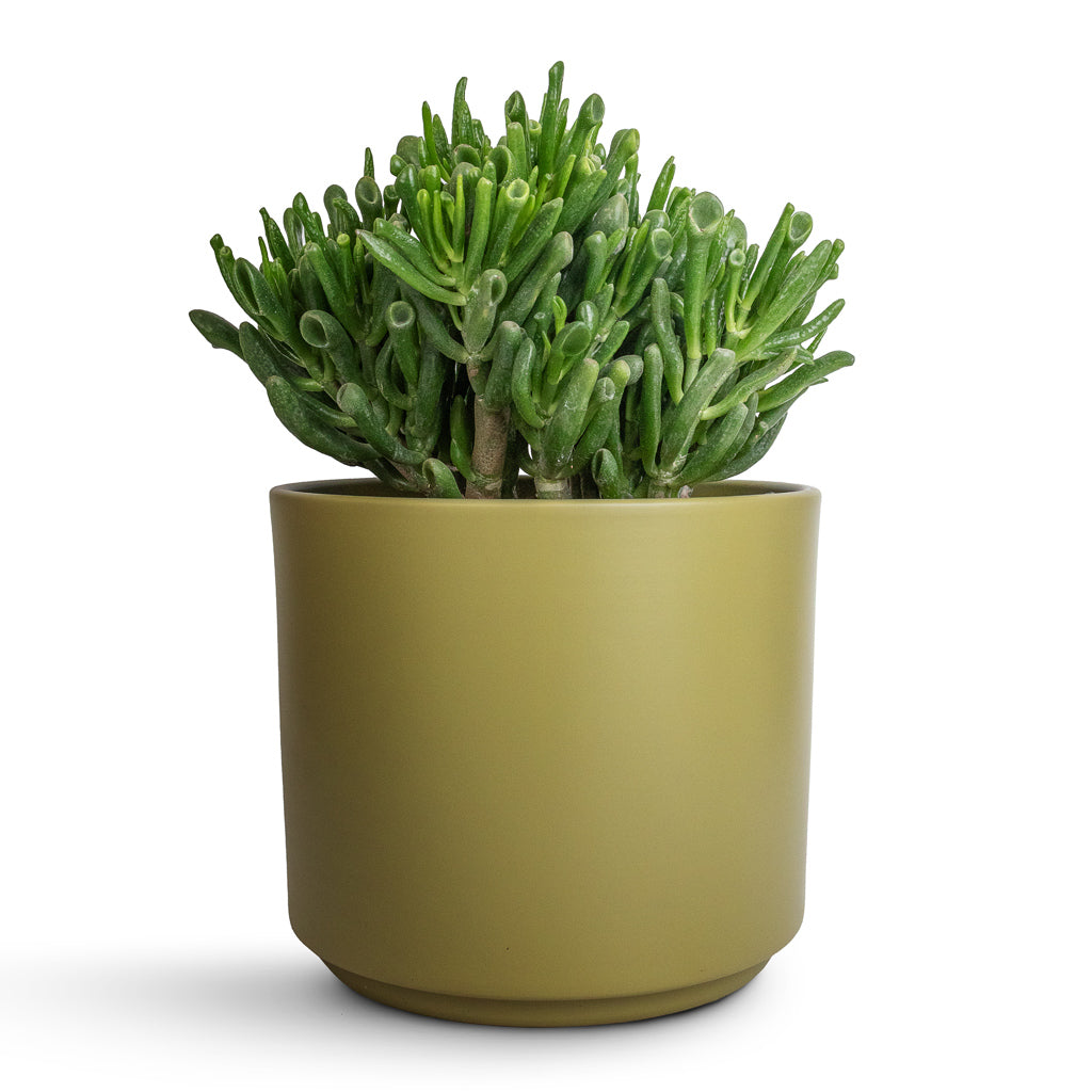 Crassula ovata Gollum - Jade Plant & Prague Plant Pot - Olive