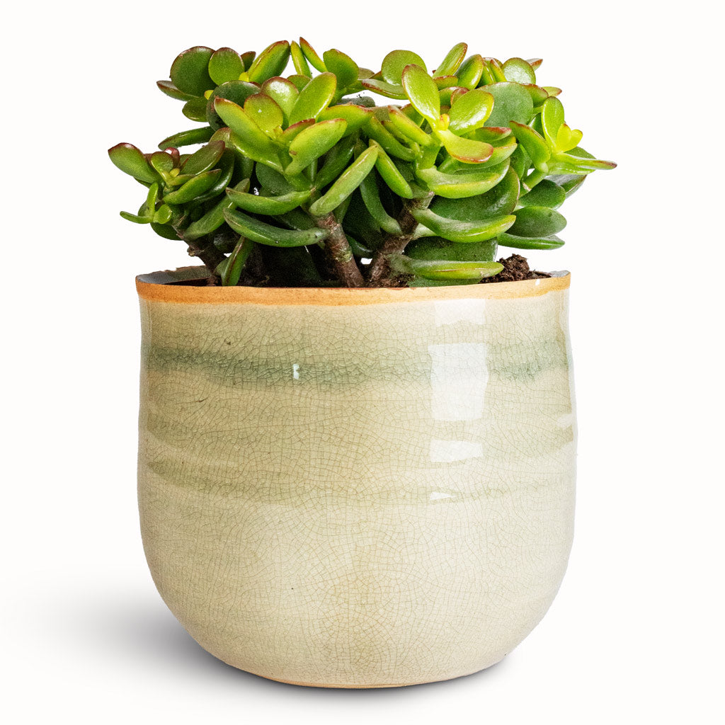Crassula ovata Minor - 12x20cm In Iris Pot Mint - 14x12cm