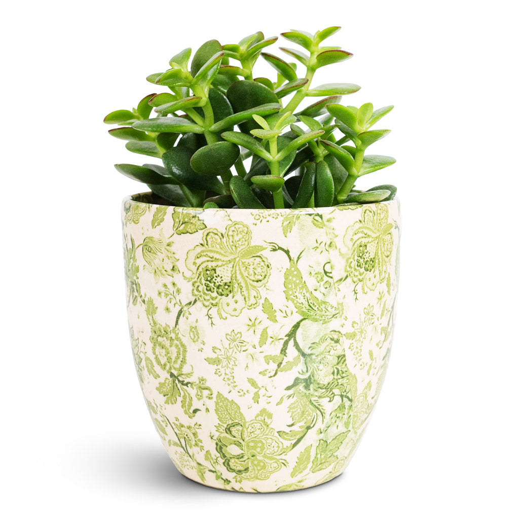 Crassula ovata Sunset 10.5x20cm House Plant In Monza Pot Vintage Green 13x12cm
