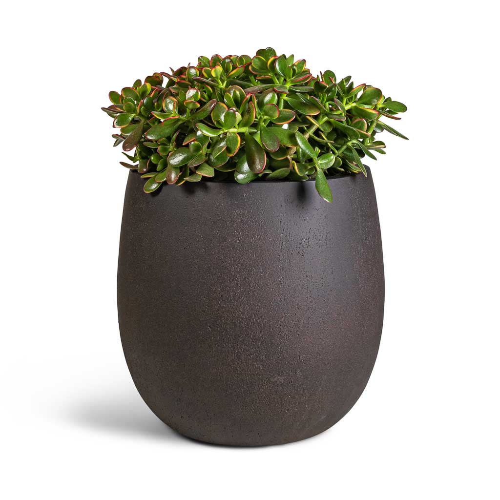 Crassula ovata Sunset - Jade Plant & Grigio Balloon Plant Pot - Rusty Iron Concrete