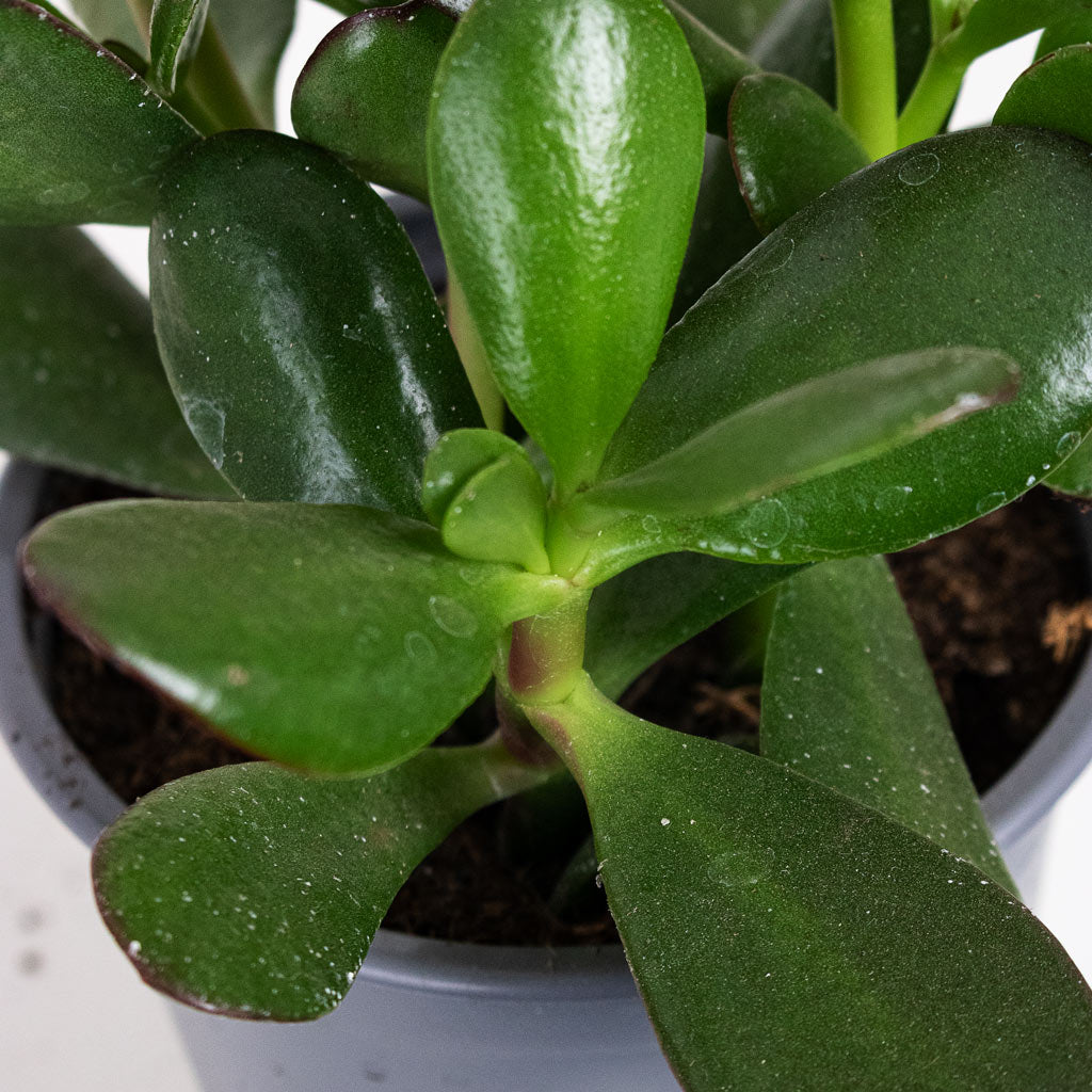 Crassula ovata swatch 2