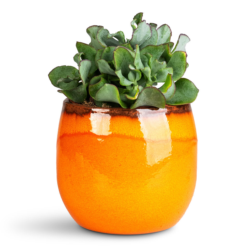 Crassula ovata Undulata In Charlotte Pot Orange