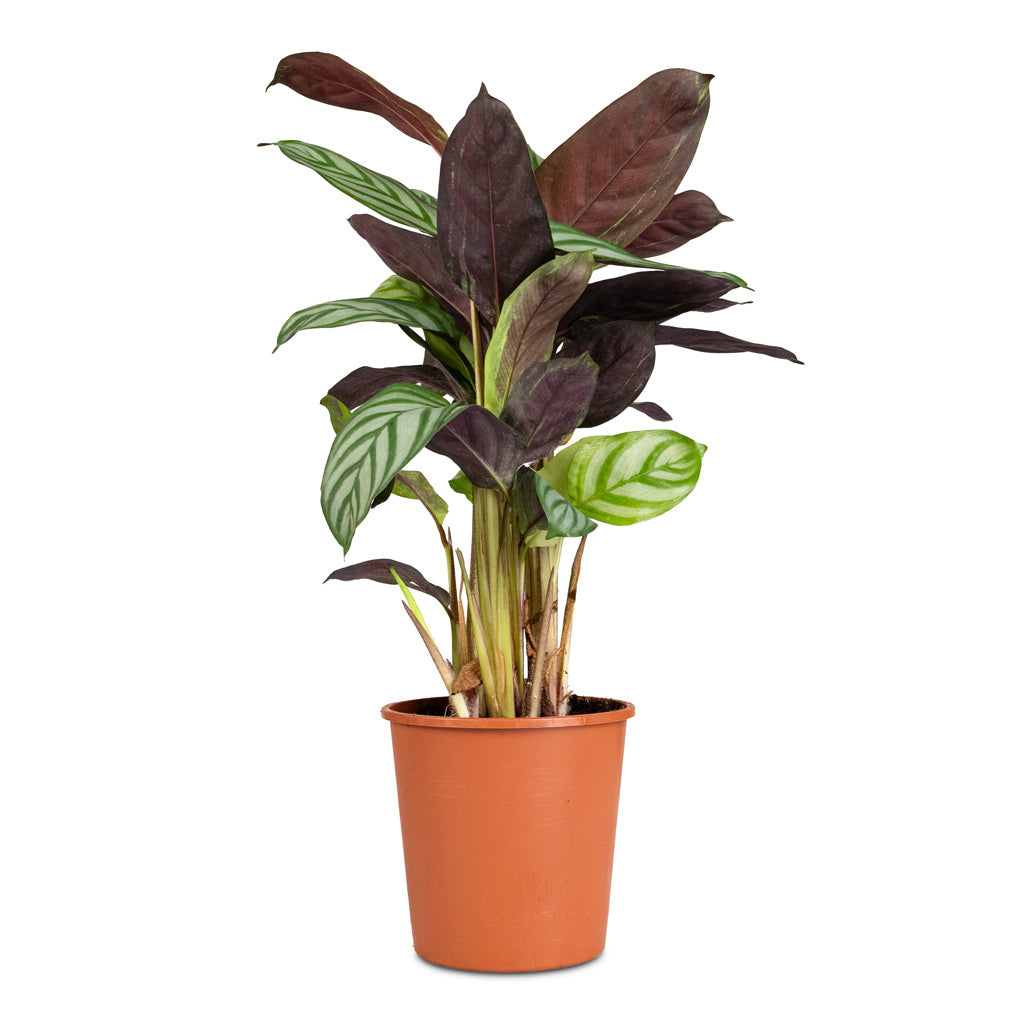 Ctenanthe Compact Star 12x40cm