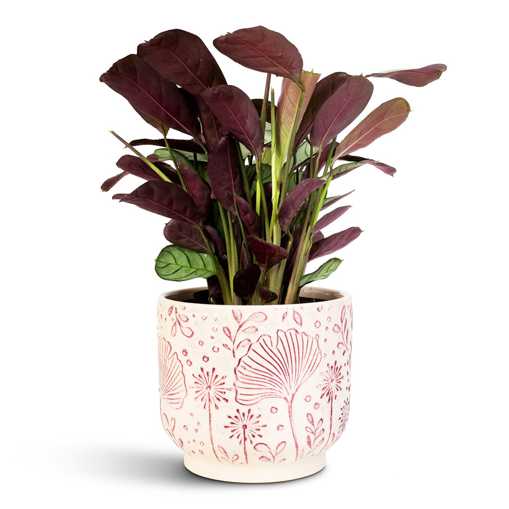 Ctenanthe burle marxii Amagris 14x30cm Emilia Pot Pink 17x14cm