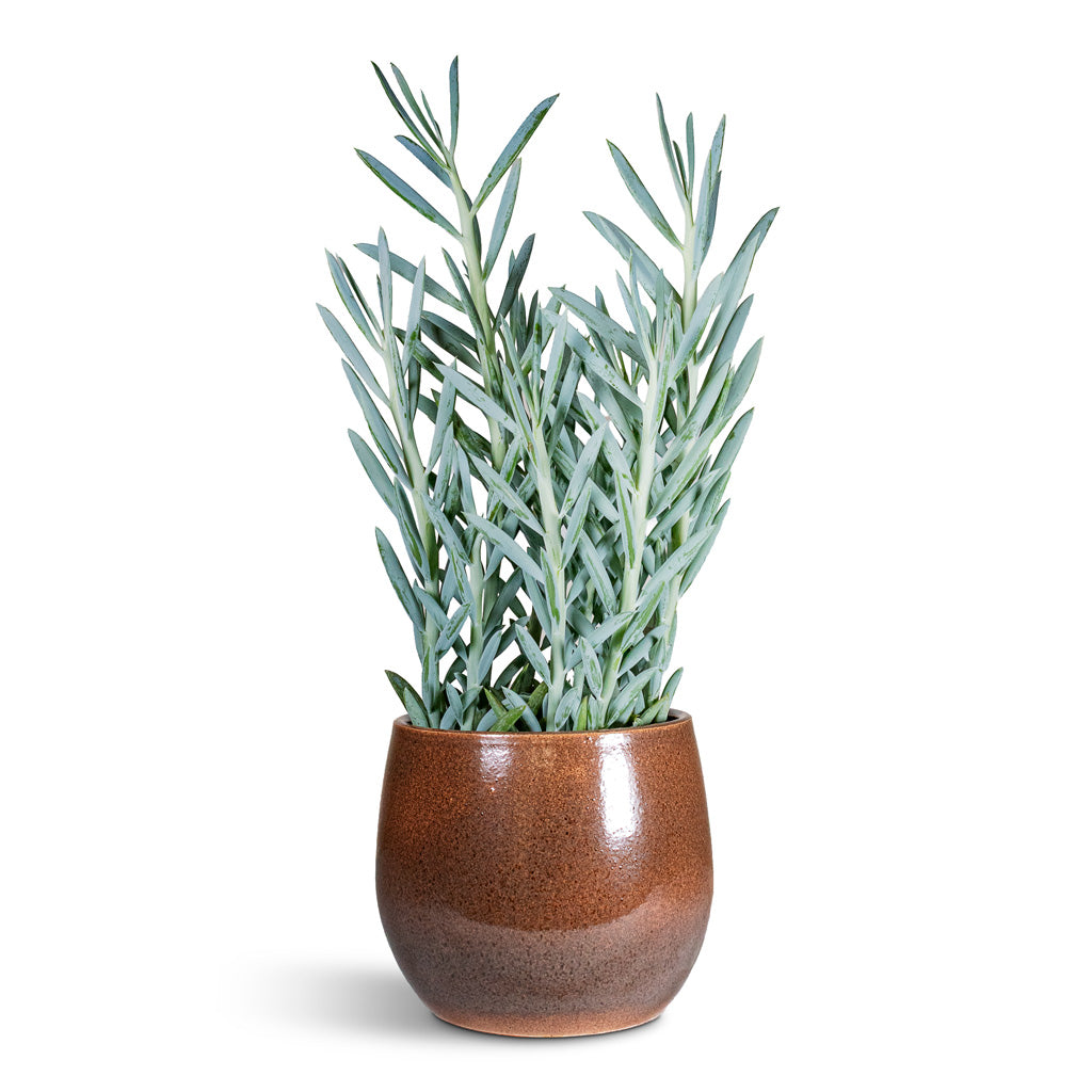 Curio ficoides Mount Everest 17x50cm House Plant In Hailey Pot Coffee 23x20cm