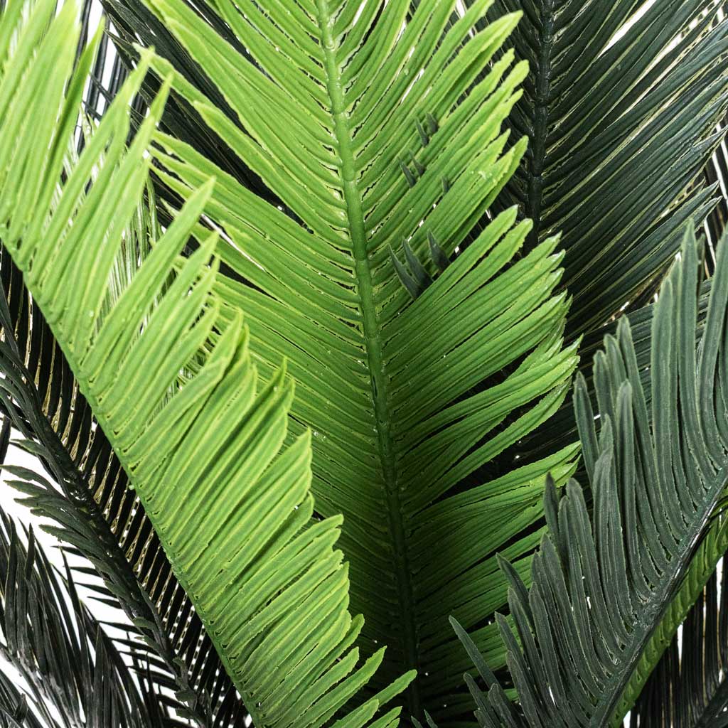 Cycas revoluta Palm Artificial Close up