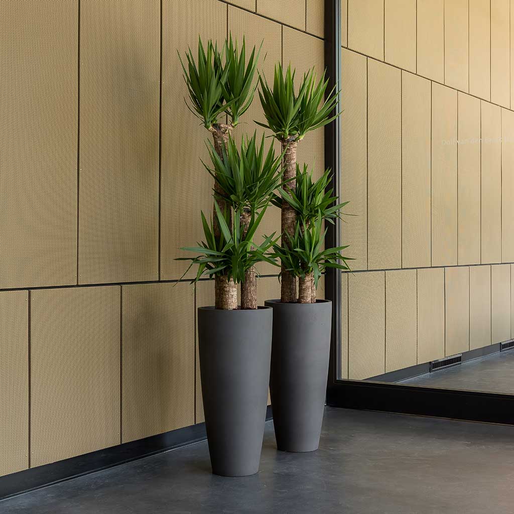 Dax Refined Tall Planter Volcano Black & Office Plants