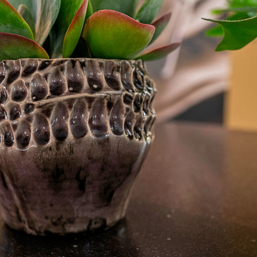 Paddle Plant In Deb Aubergine Close Up