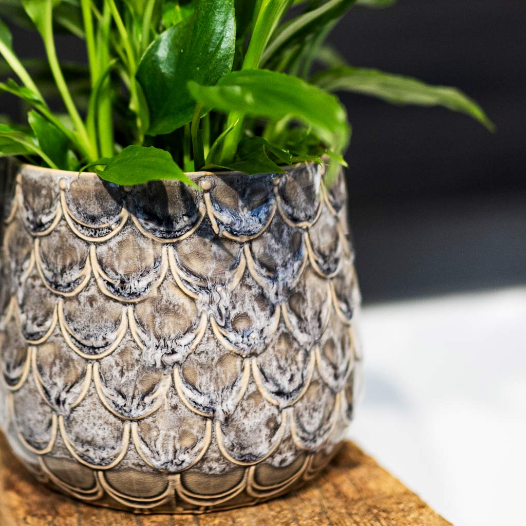 Peace Lily In Debby Lavender Plant Pot Close Up