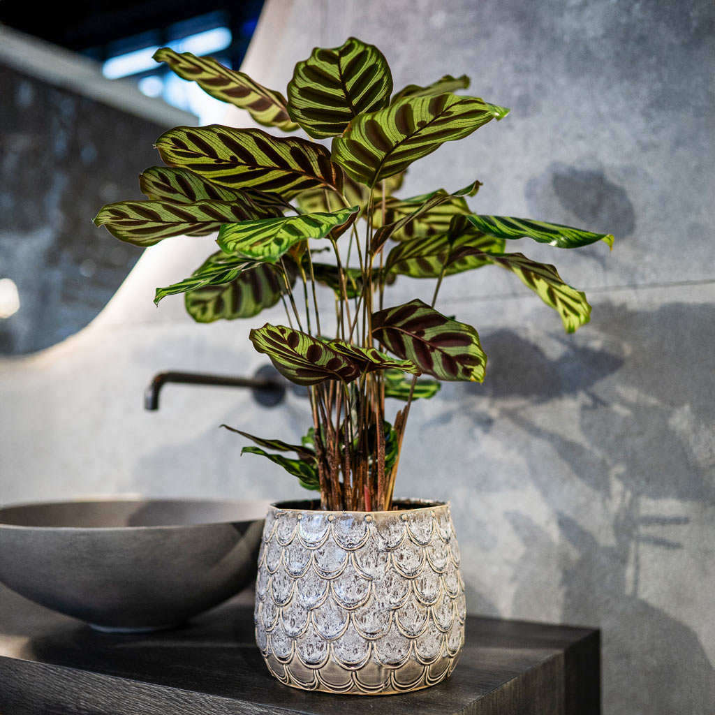 Calathea In Debby Plant Pot Lavender