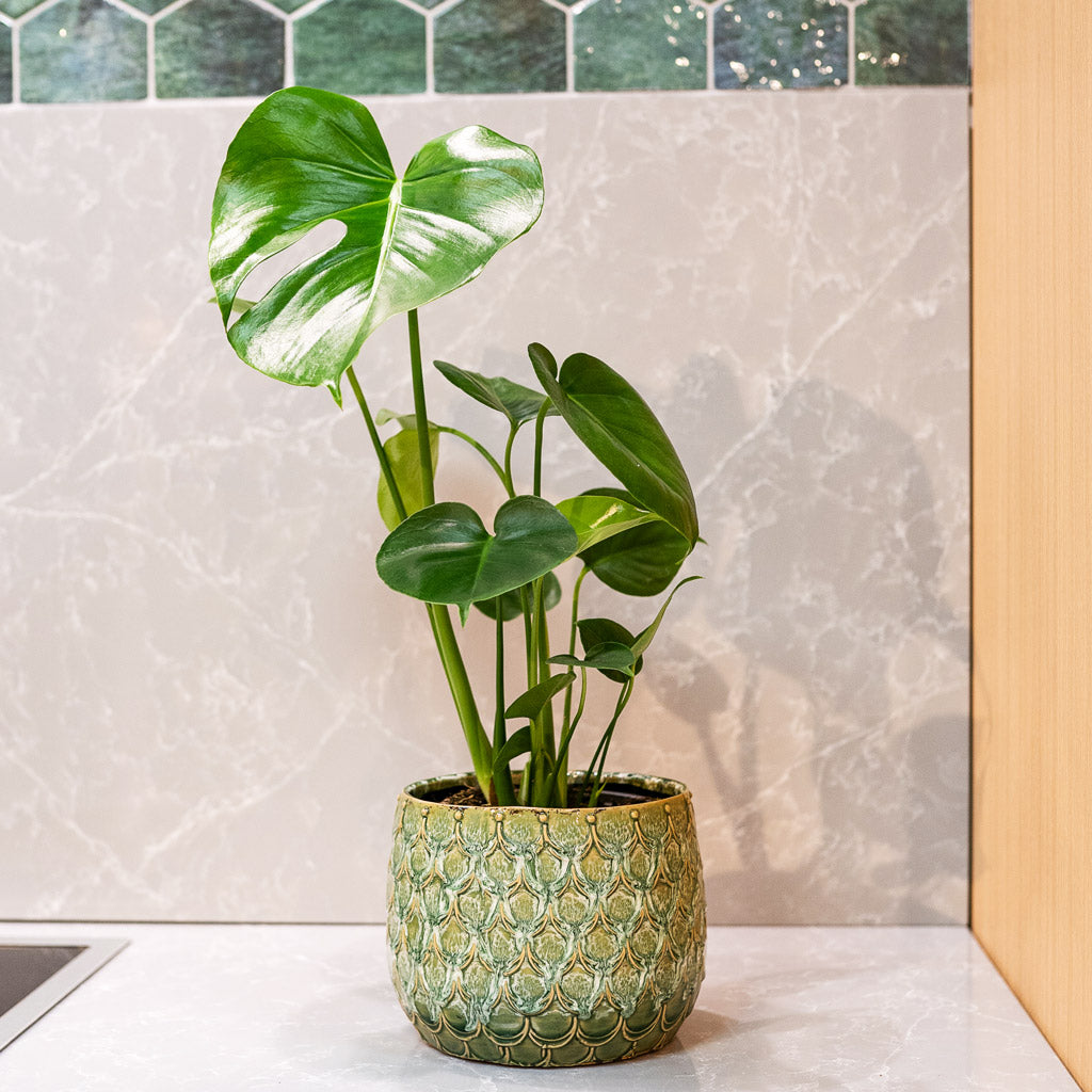 Monstera Deliciosa In Debby Thyme