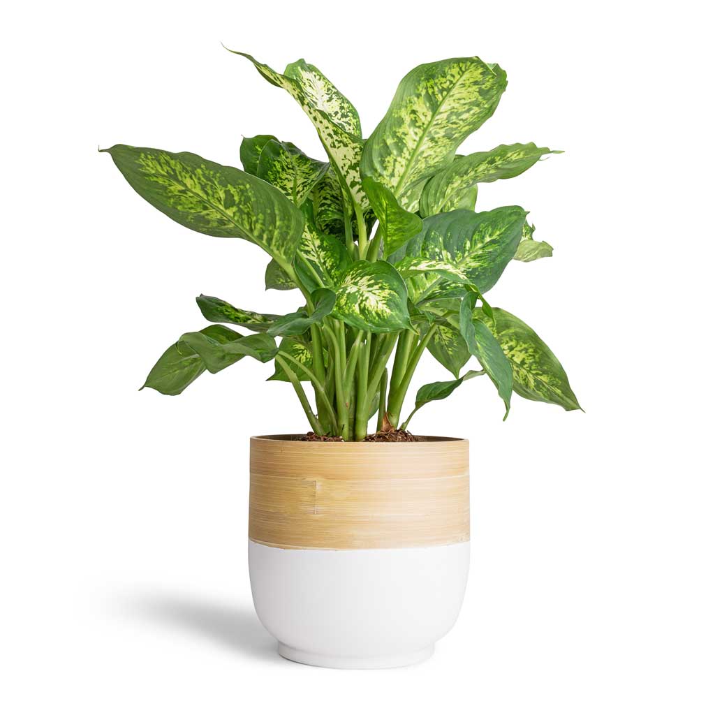 Dieffenbachia Compacta - Dumb Cane & Bamboo Plant Pot - White