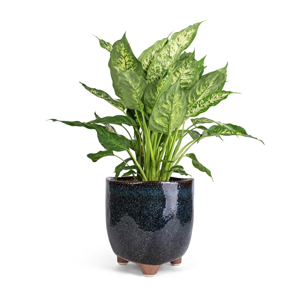 Dieffenbachia Compacta - Dumb Cane & Kaat Plant Pot - Petrol