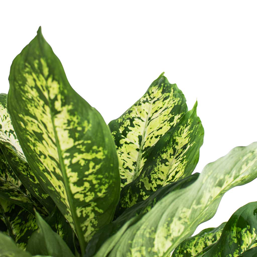 Dieffenbachia Compacta - Dumb Cane Leaves