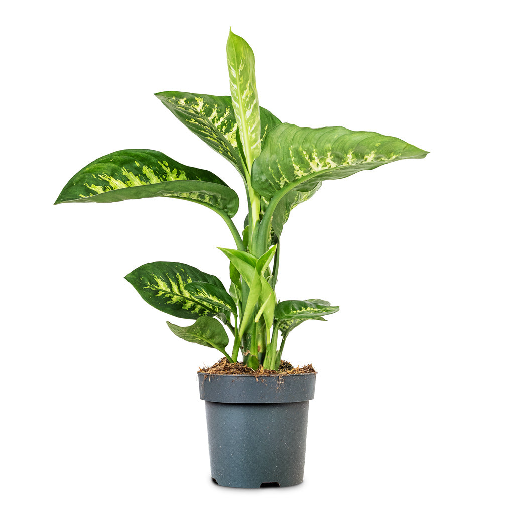Dieffenbachia Reeva 17x60cm House plant