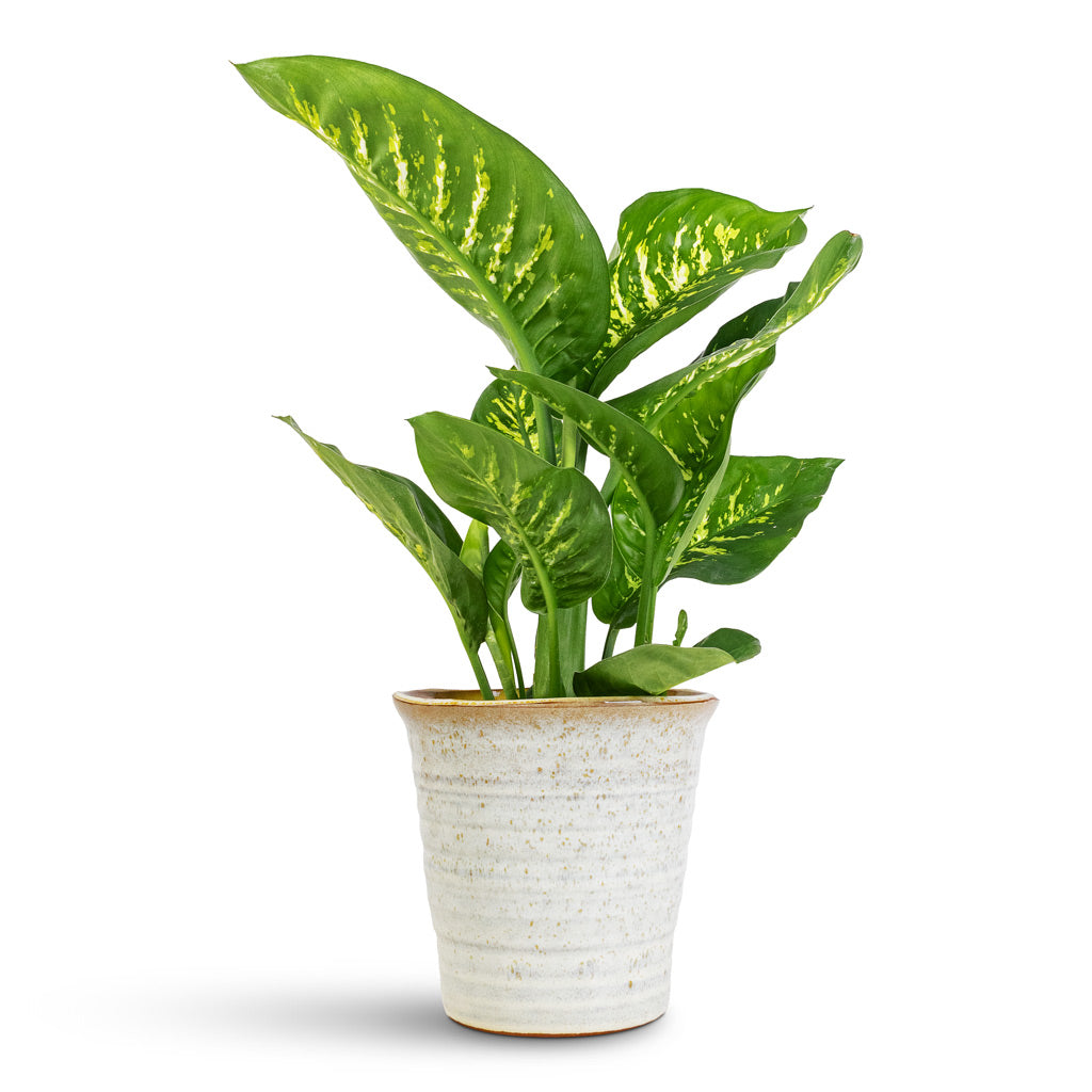 Dieffenbachia Tropic Snow - 17x60cm In Vallo Pot Sand Cream - 21x21cm
