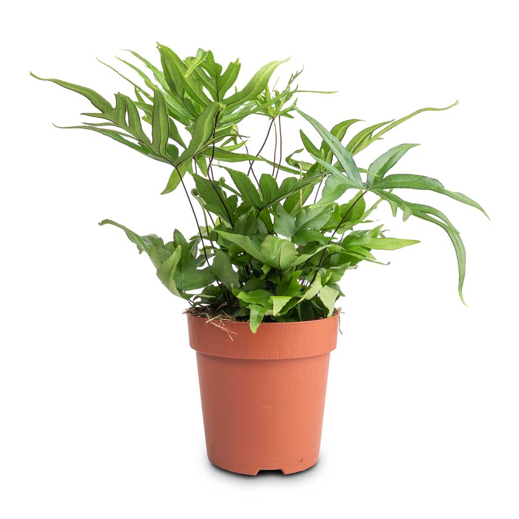 Doryopteris pedata - Digit Fern