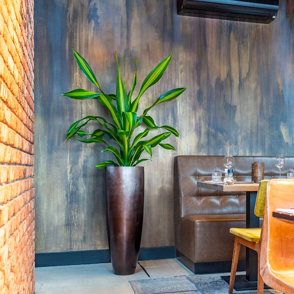 Dracaena Burley Metallic Coffee Tall Vase Planter