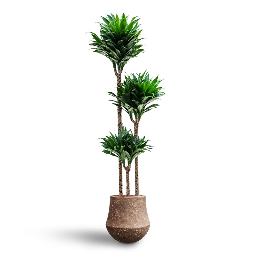 Dracaena Compacta - Multi Stem - Hydroculture & Polystone Coated Darcy Planter - Rock