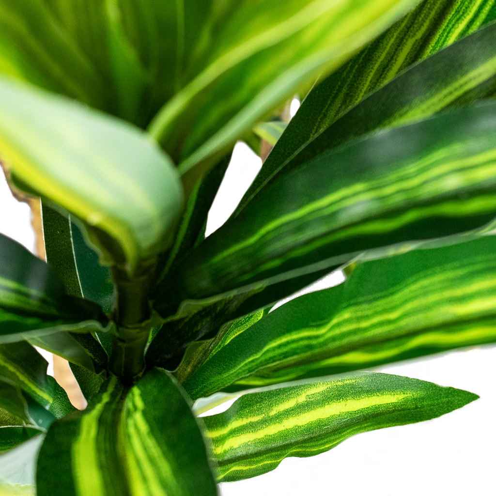 Dracaena Dragon Tree Artificial Close Up Of Leaves
