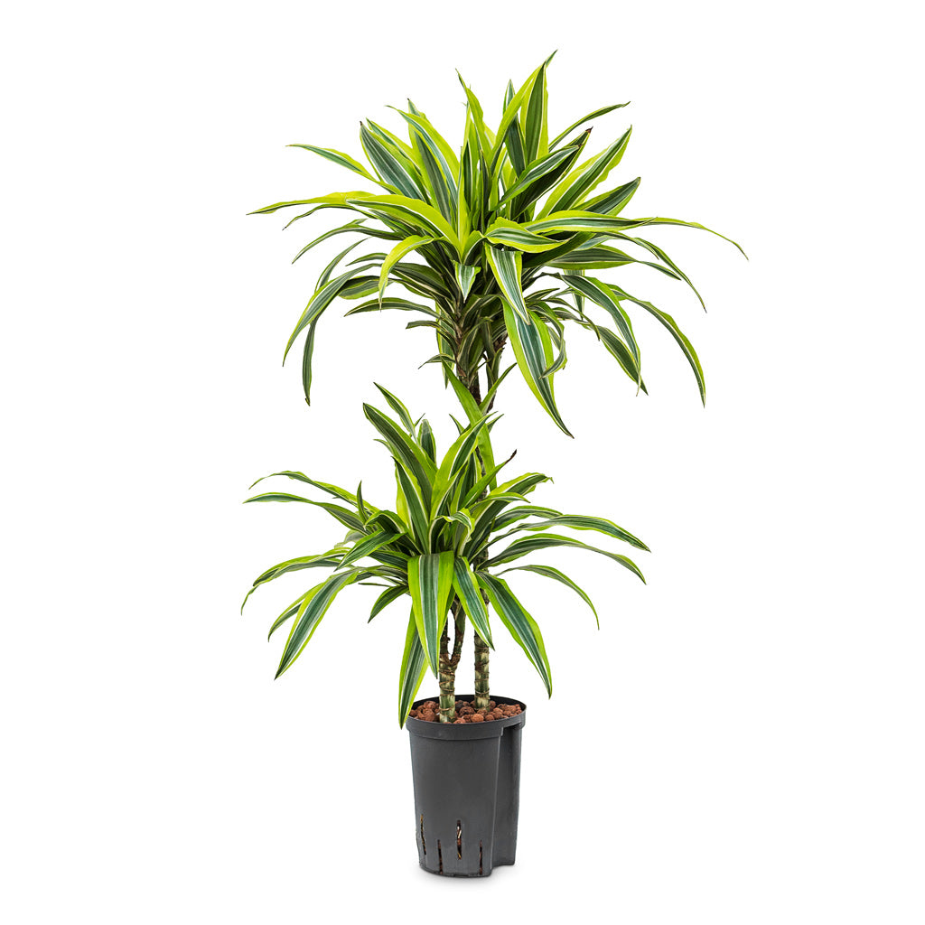 Dracaena Lemon lime - Multi Stem - HydroCare - 15/19 x 85cm(2 stems)