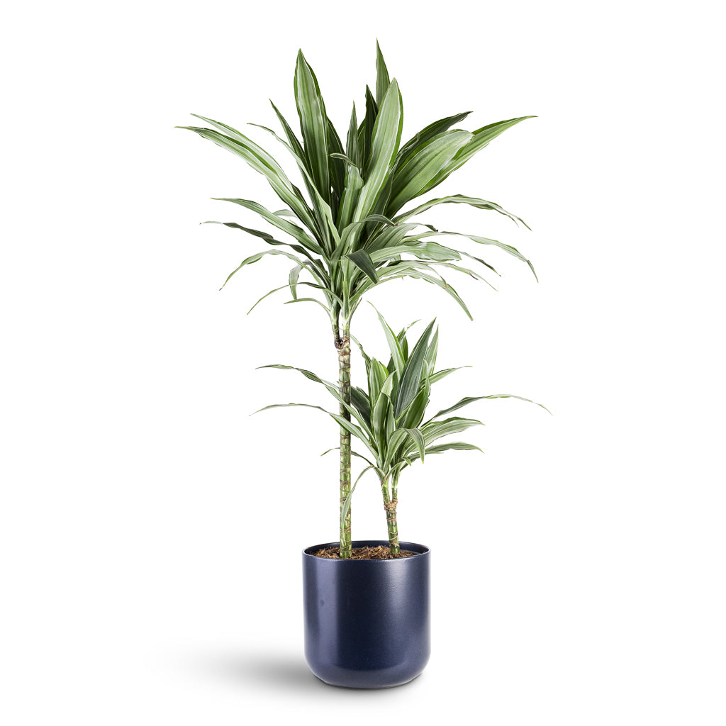 Dracaena der Warneckii Multi Stem 19x90cm 2stems House Plant In Lisbon Pot French Navy 21x21cm