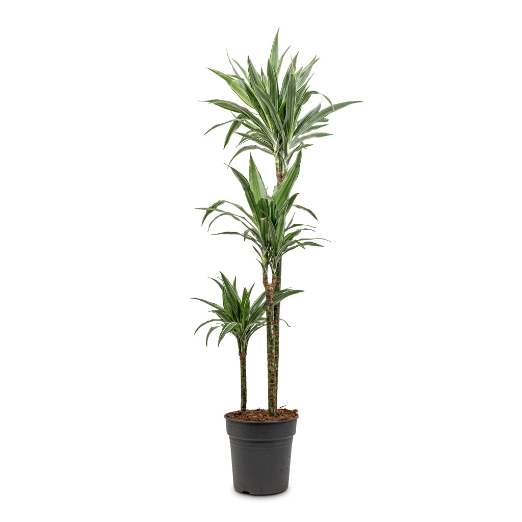 Dracaena der Warneckii Multi Stem 24x165cm 3 stems