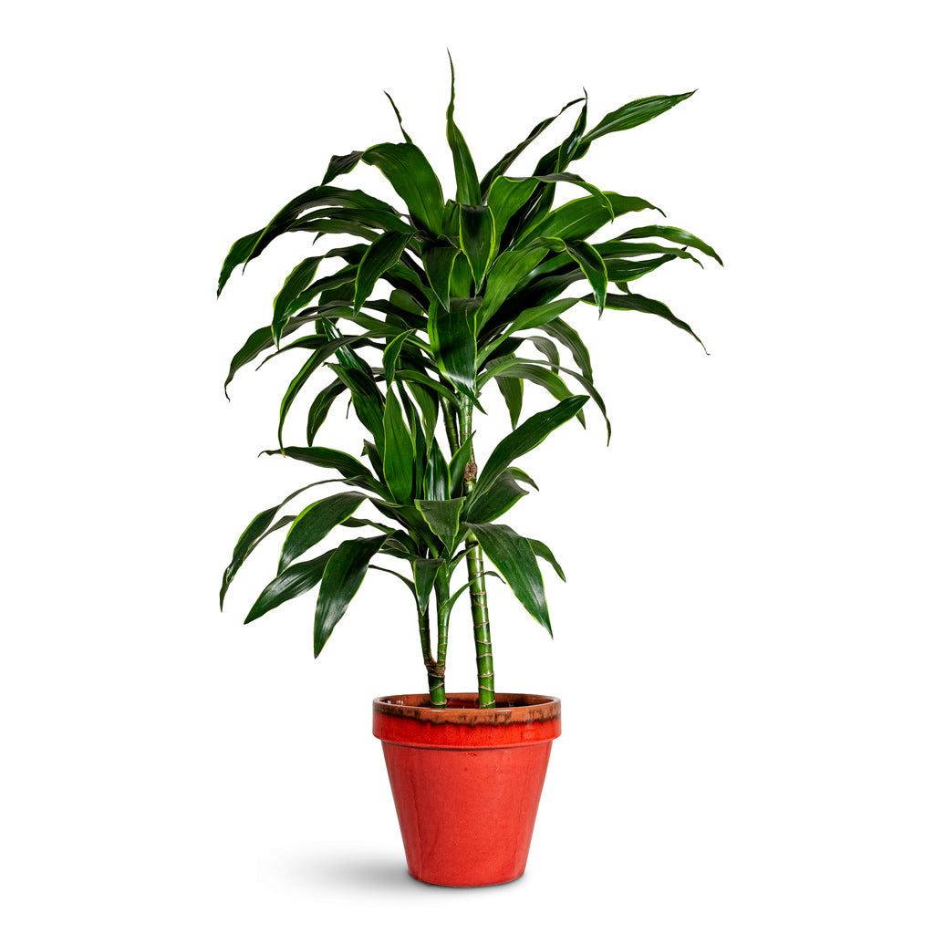 Dracaena deremensis Art Multi Stem 19x100cm 2 stems House Plant in Olli Pot Lipstick 27x22cm