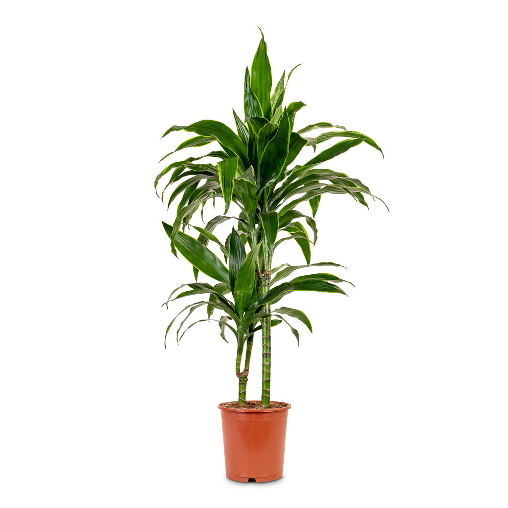 Dracaena deremensis Art Multi Stem 19x100cm 2 stems