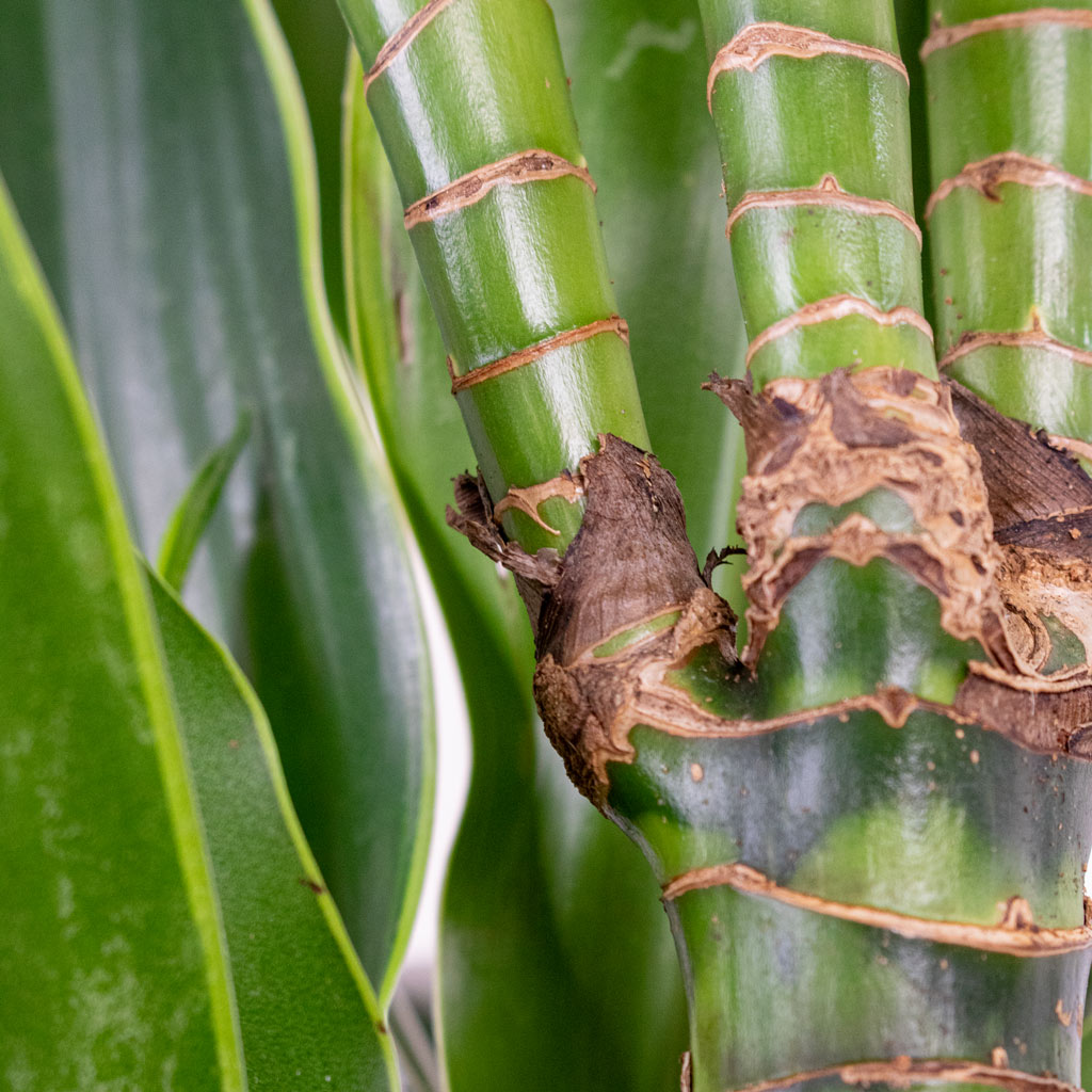 Dracaena deremensis Art Multi Stem 19x100cm 2 stem