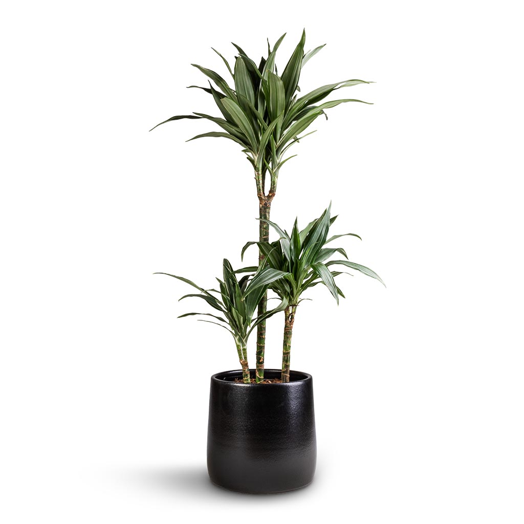 Dracaena deremensis Warneckii - Multi Stem &amp; Akemi Plant Pot - Carbon Black