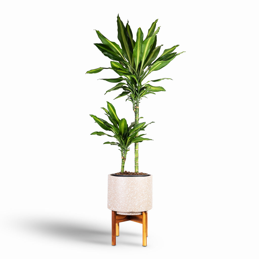 Dracaena frag Cintho Multi Stem 19x100cm 2stem house plant in Valetta Pot with Wooden Stand Speckled Caramel 24x33cm