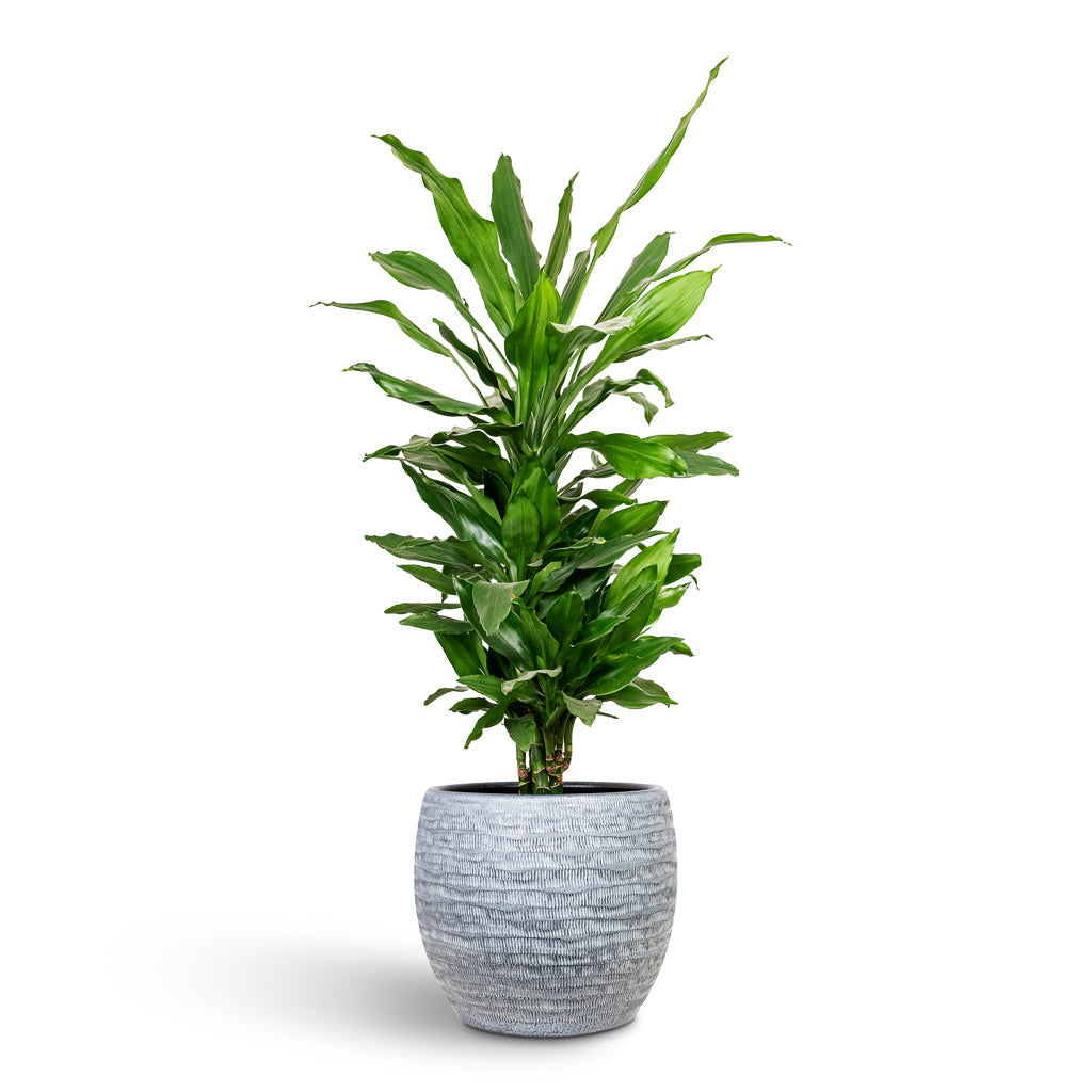 Dracaena frag Janet Lind Branched 21x90cm House Plant In Manuel Pot Shiny Grey 30x26cm