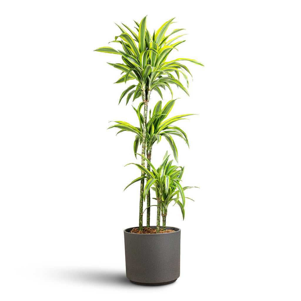 Dracaena frag Lemon Lime Multi Stem 27x160cm _4stems_Leon Pot Granite 32x27cm