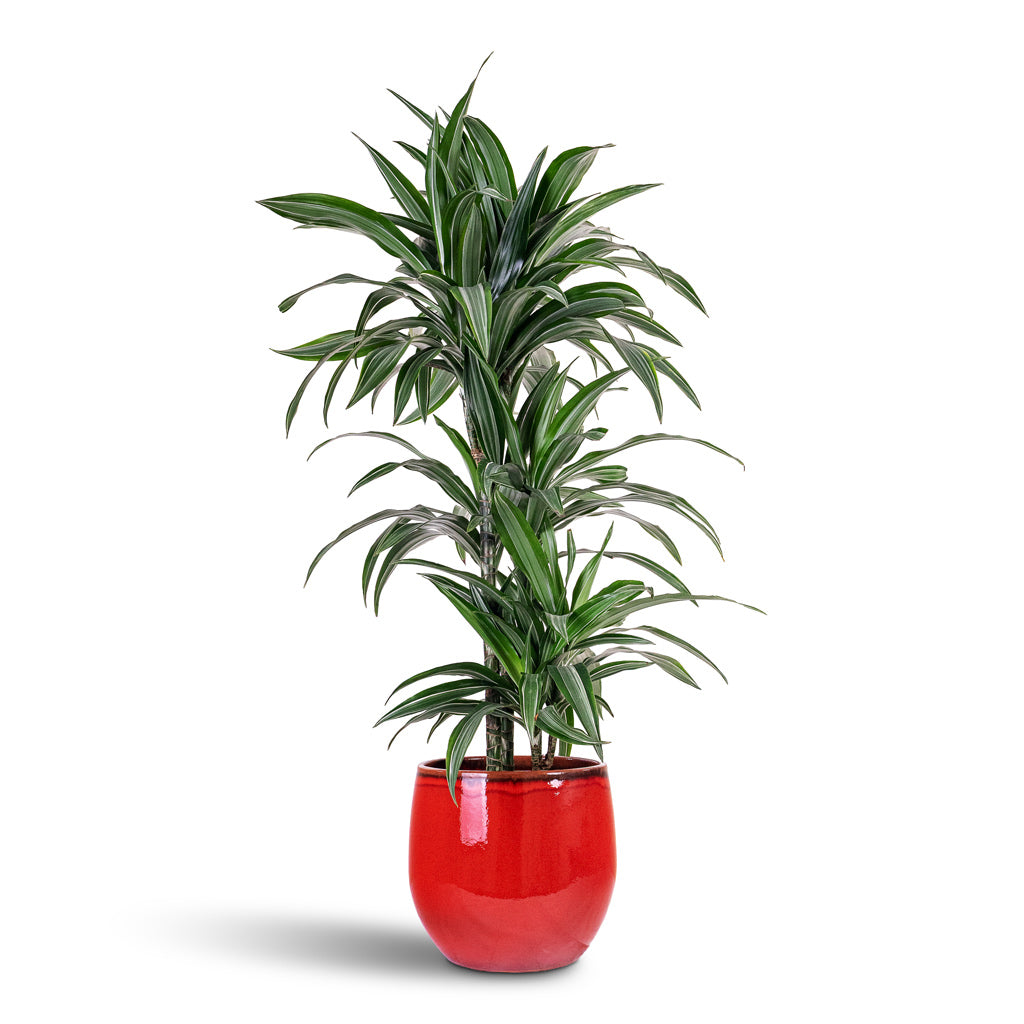Dracaena frag Ulises Multi Stem 21x115cm 3 stems House Plant In Charlotte Pot Red 30x26cm