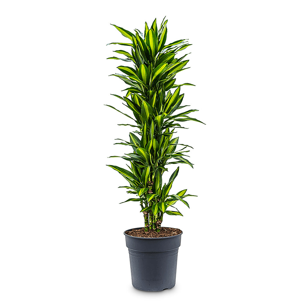 Dracaena frag. Cintho Branched 30x140cm