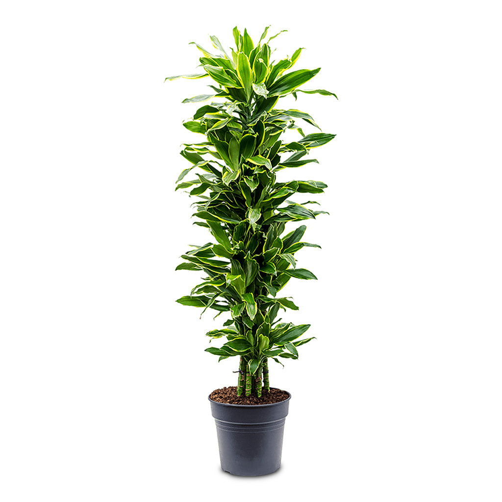 Dracaena frag. Golden Coast Branched 31x140cm