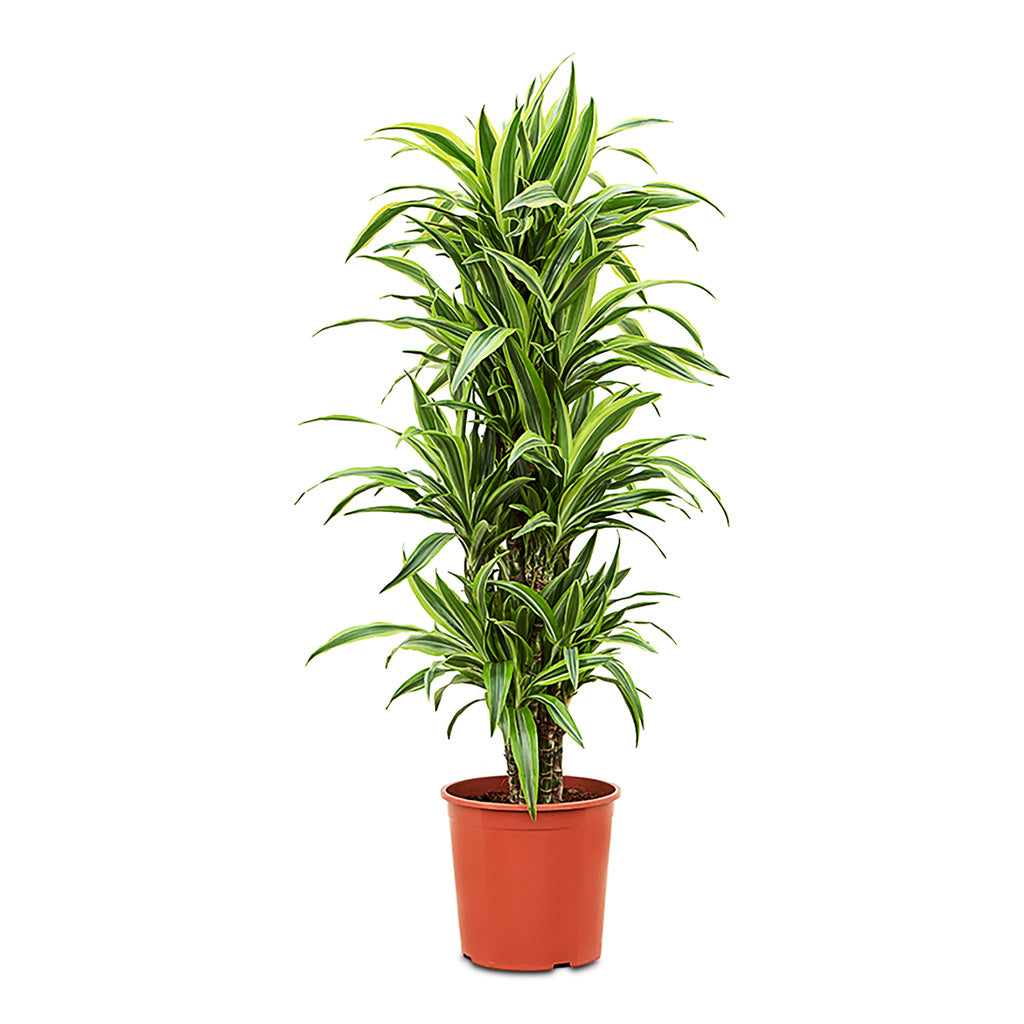 Dracaena frag. Lemon Lime Branched 30 x 140cm
