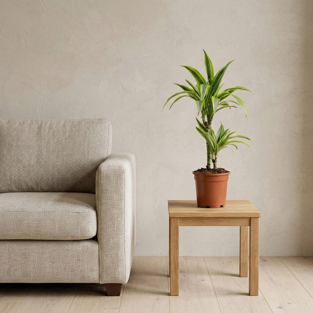 Dracaena frag. Lemon Lime - Multi Stem - 17 x 60cm (2 stems)