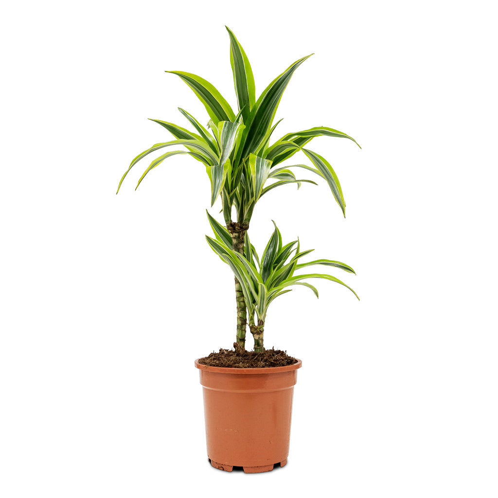 Dracaena frag. Lemon Lime Multi Stem 17x60cm _2 stems