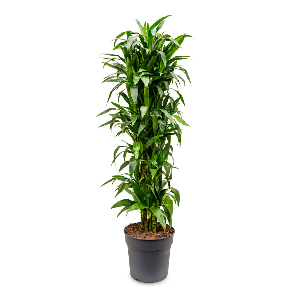 Dracaena fragrans 'Janet Craig' branched 34 x 180cm
